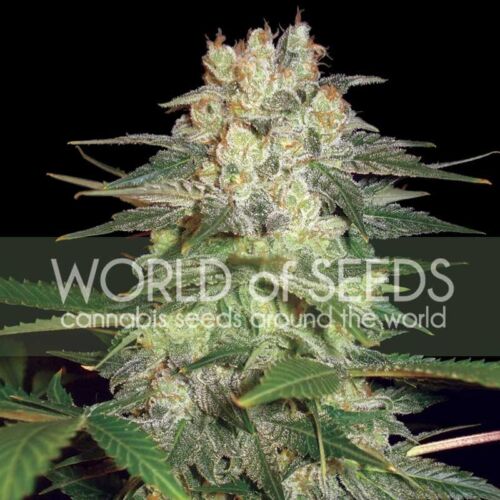 Afghan Kush Ryder Seeds