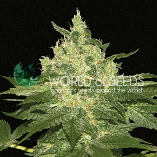 Afghan Kush Seeds