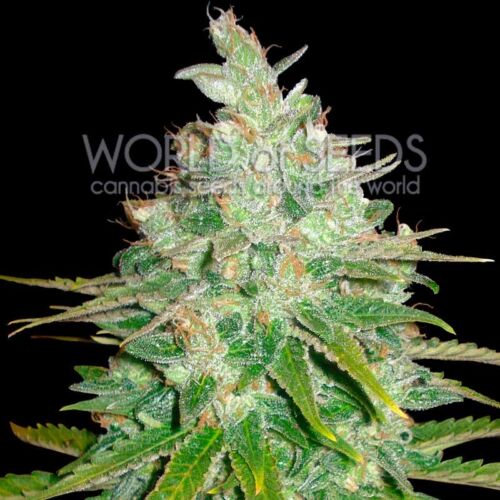Afghan Kush x Black Domina Seeds