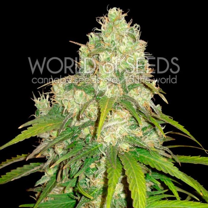 Afghan Kush x Yumbolt Seeds