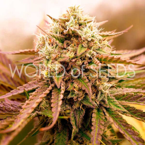 Appalachian Kush Seeds