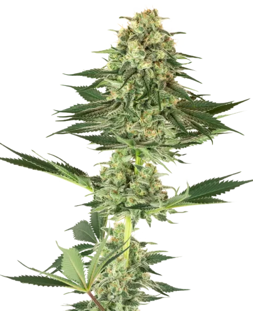 Banana Kush Seeds
