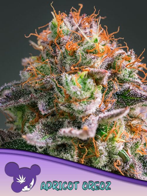 Apricot Oreoz Seeds
