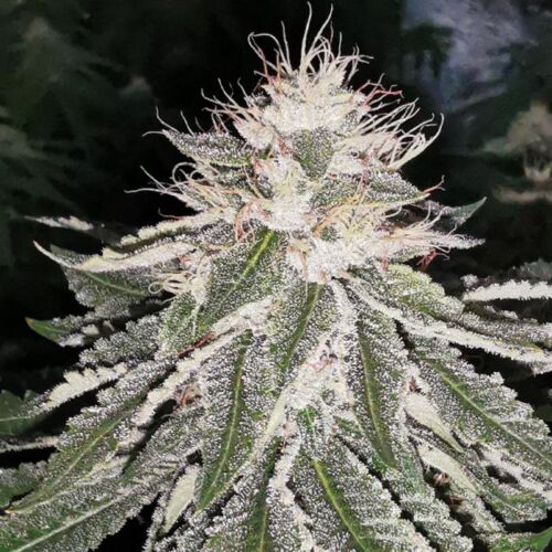 Mac 11 Seeds