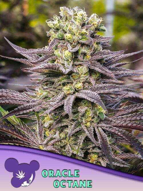Oracle Octane Seeds
