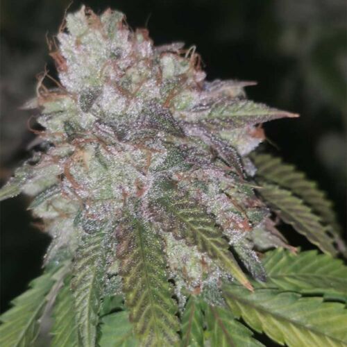Runtzosa Seeds