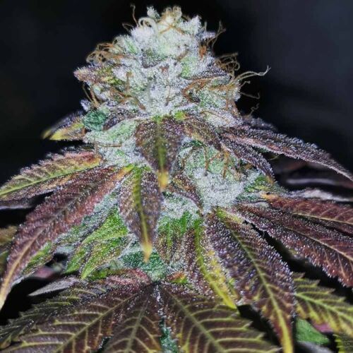Squirterz Seeds