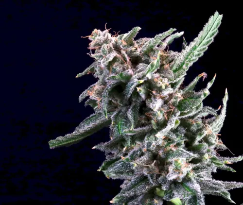 Banana Cream Sundae Seeds