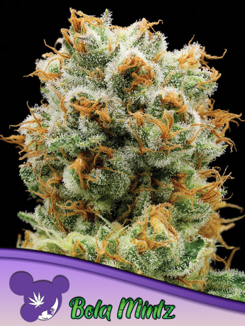 Bola Mintz Seeds