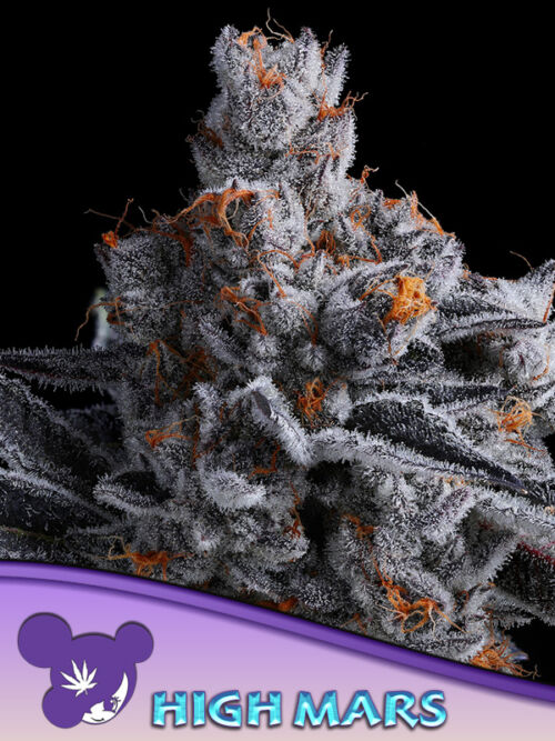 High Mars Seeds