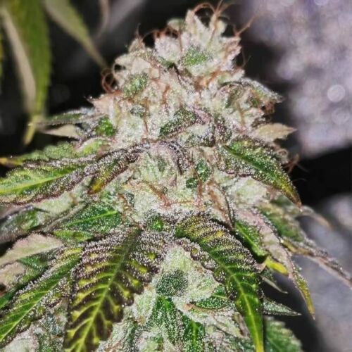 Kuntz 'N' Cream Feminised Seeds