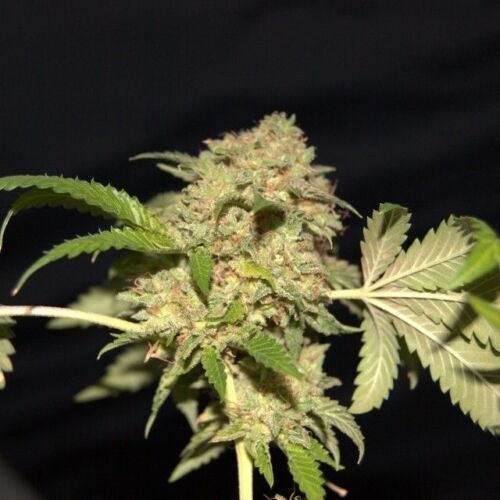 LA Fire Feminised Seeds