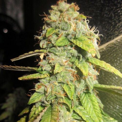 Notorious OG Seeds