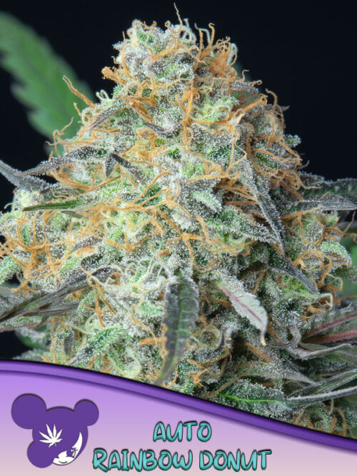 Rainbow Donut Auto Feminised Seeds