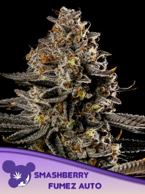 Smashberry Fumez Auto Fem Seeds