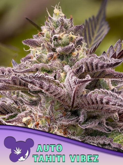 Tahiti Vibez Auto Feminised Seeds